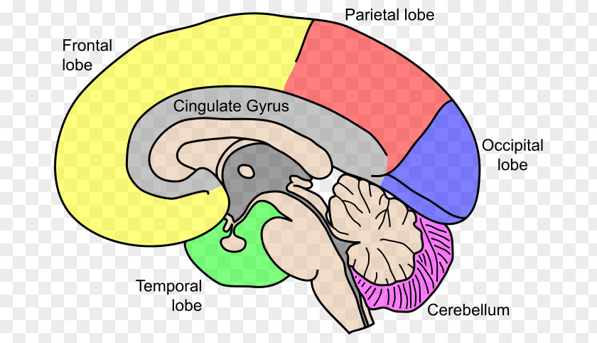 Brain Neurological Disorder Disease Neurology Attention Deficit Hyperactivity Syndrome PNG