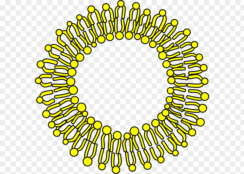 Cell Clipart Membrane Biological Clip Art PNG