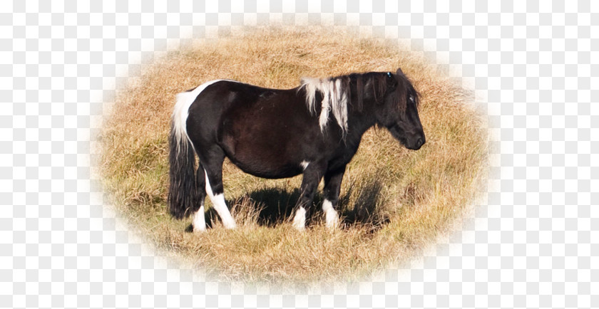 Dartmoor Pony Mustang Mane Mare Stallion Rein PNG