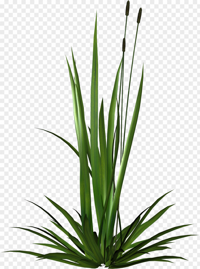 Grass Digital Image Clip Art PNG