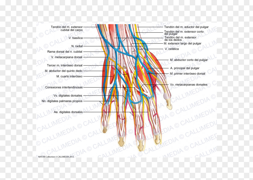 Hand Blood Vessel Nerve Human Body Anatomy Nervous System PNG