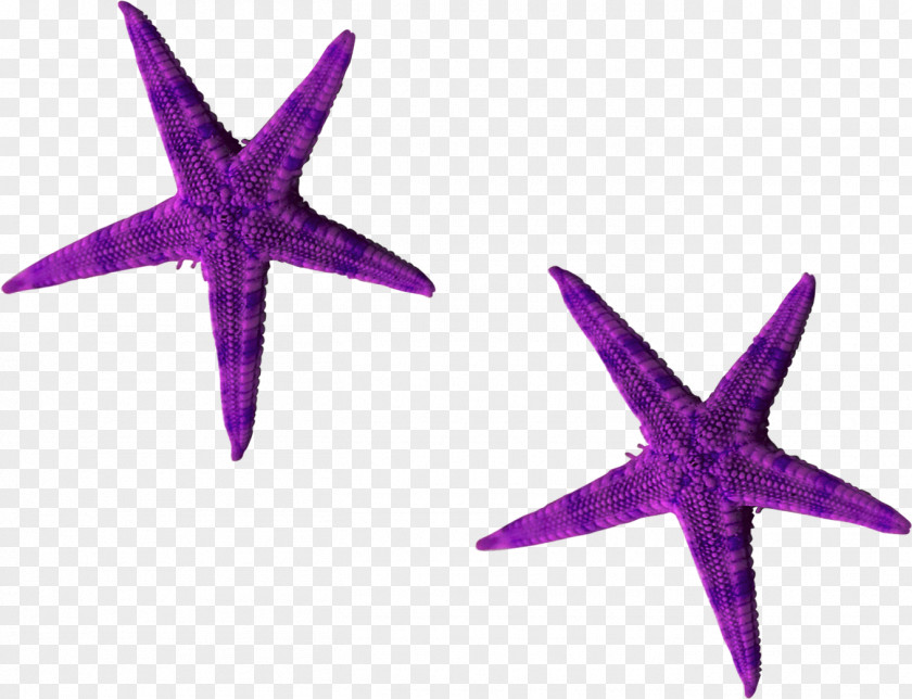 Beautiful Purple Starfish Euclidean Vector PNG