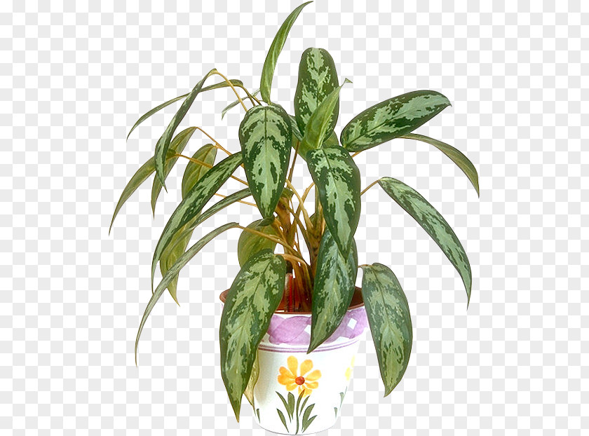 Flower Flowerpot Houseplant Plant Stem PNG