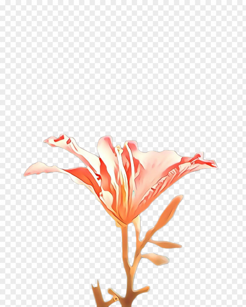 Plant Stem Petal Red Flower Flowering PNG