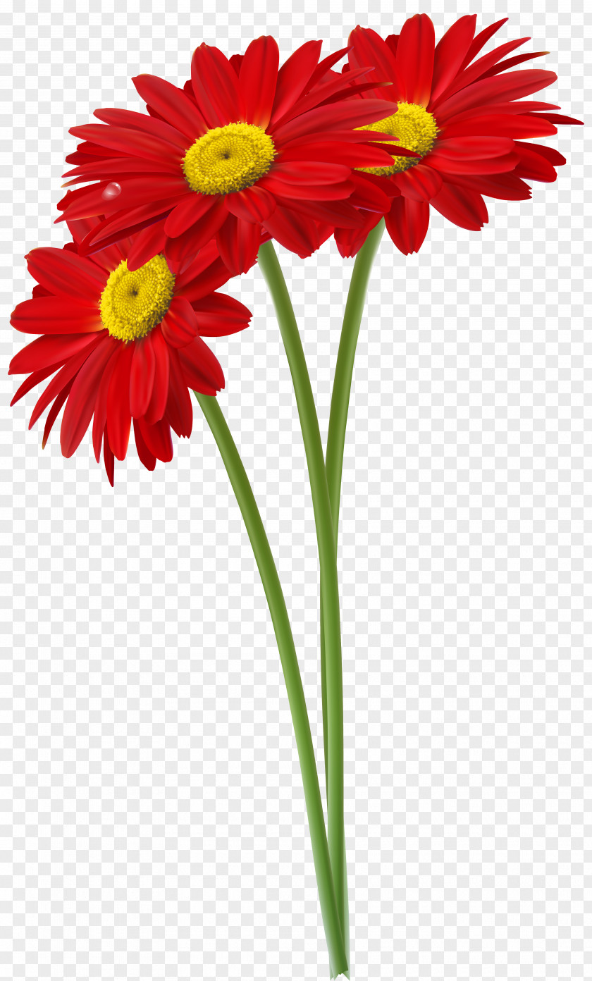 Red Gerbers Clipart Image Common Daisy Clip Art PNG