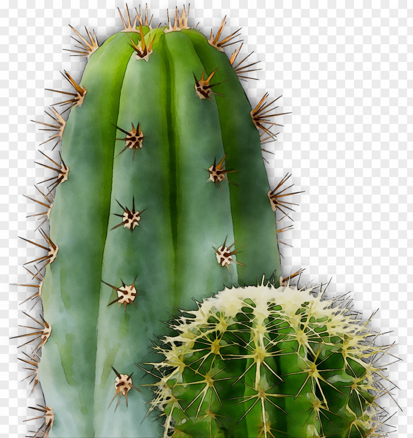 San Pedro Cactus Barbary Fig Eastern Prickly Pear Triangle PNG