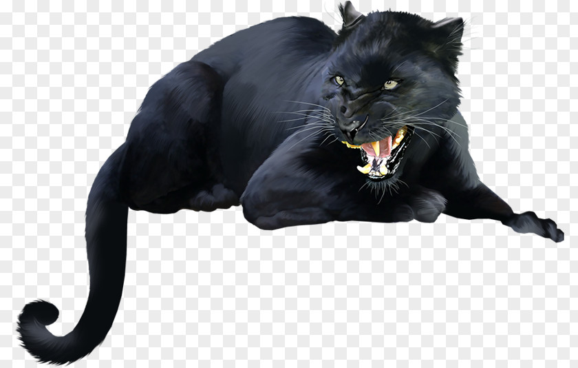 Black Panther Cat Bombay Dog Kitten PNG