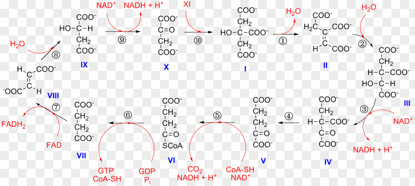 Citric Acid Cycle Alpha-Ketoglutaric Isocitric Isocitrate Dehydrogenase Nicotinamide Adenine Dinucleotide PNG