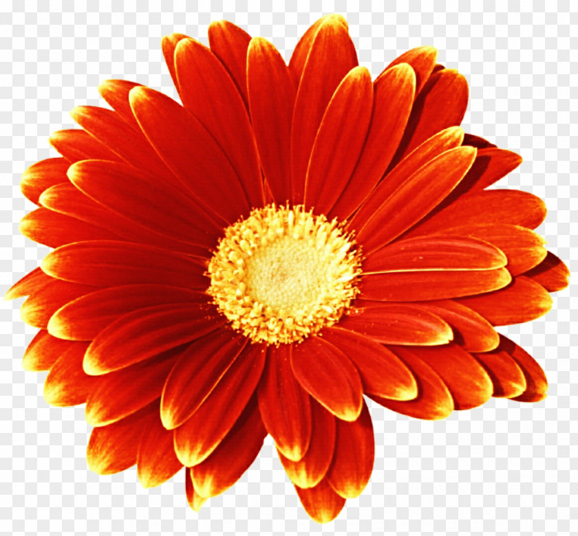 Gerbera Blog Flower PNG