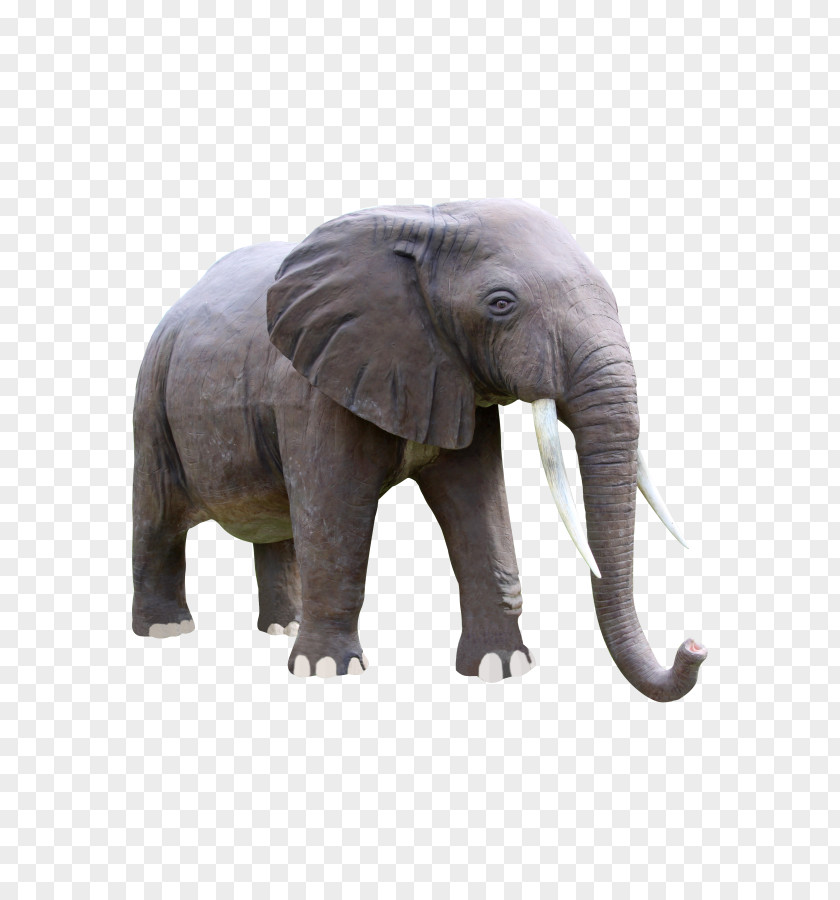 Snout Wildlife Elephant Background PNG