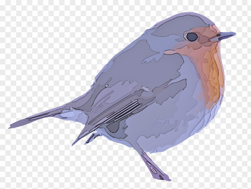 Songbird Eastern Bluebird Bird Mountain European Robin Beak Old World Flycatcher PNG