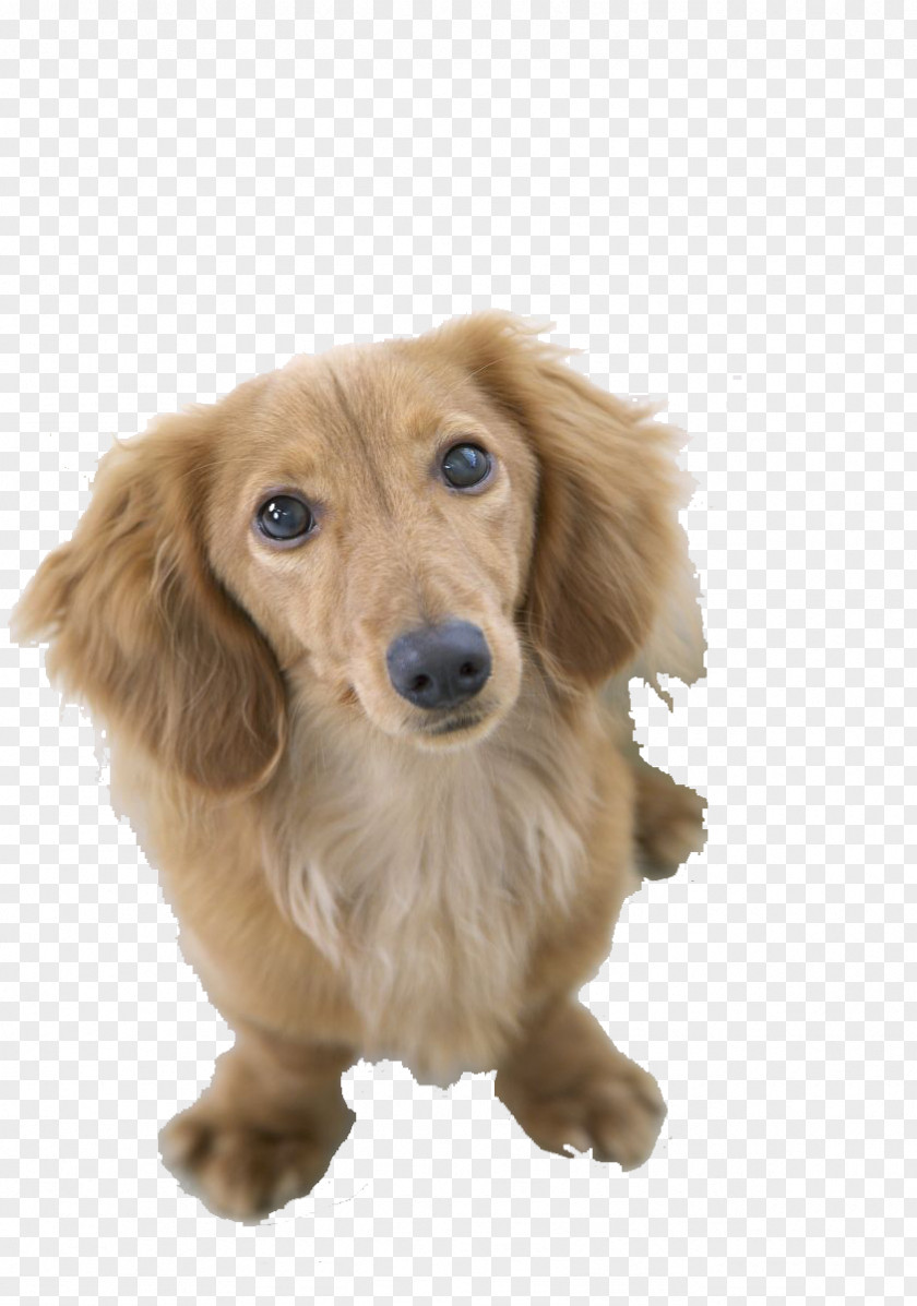 Yellow Small Dog,Xi Shi,puppy,lovely Dachshund Pug Bichon Frise Beagle Shiba Inu PNG