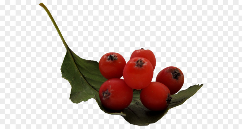 Berries Cranberry Accessory Fruit Rowan PNG