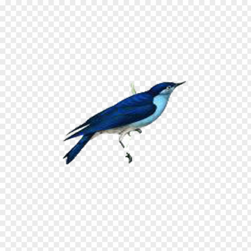 Bird Blue Jay Cobalt Feather Wing PNG