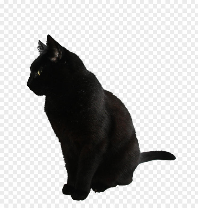 Cat Image, Free Download Picture, Kitten Black PNG