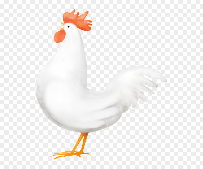 Chicken Rooster Goose Cygnini Water Bird PNG