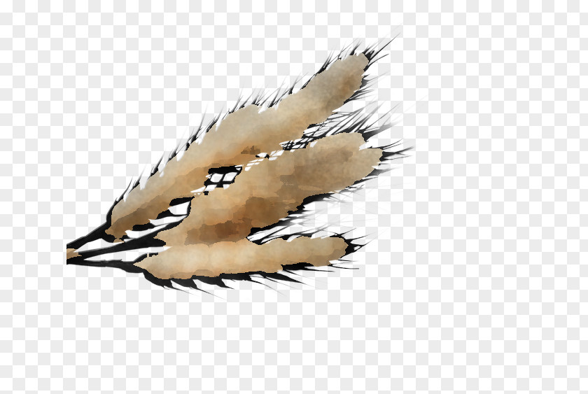 Feather PNG