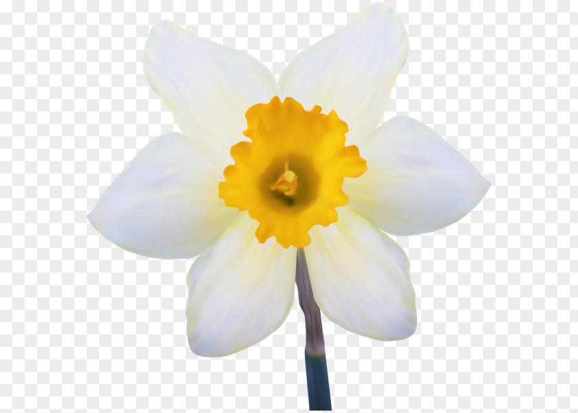 Flower Daffodil Gol Petal White PNG