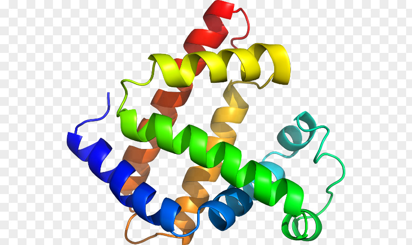 Line Myoglobin Clip Art PNG