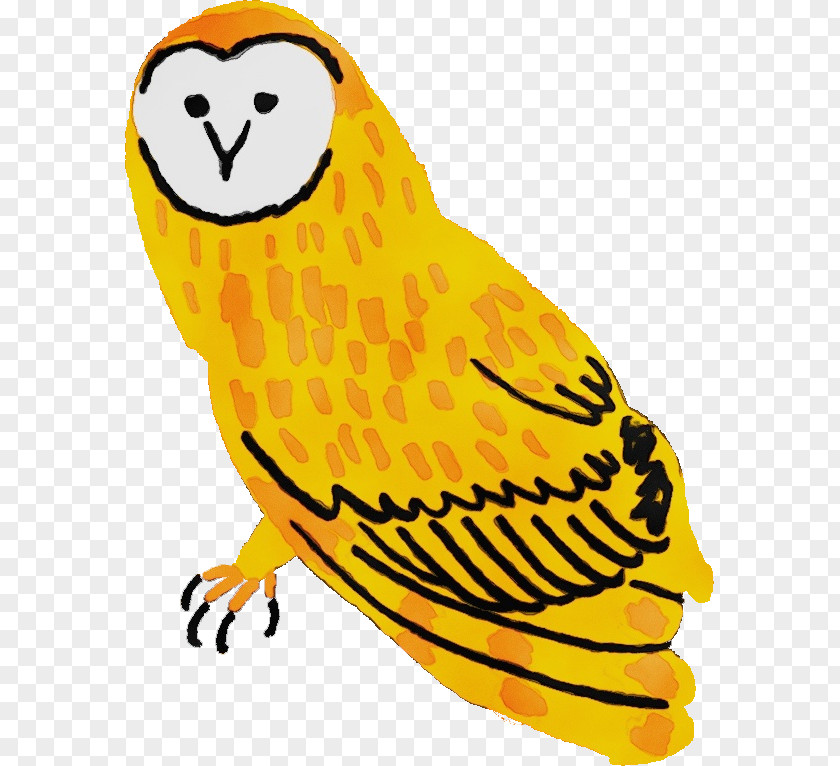 Owls Falcon Beak Bird Of Prey Birds PNG