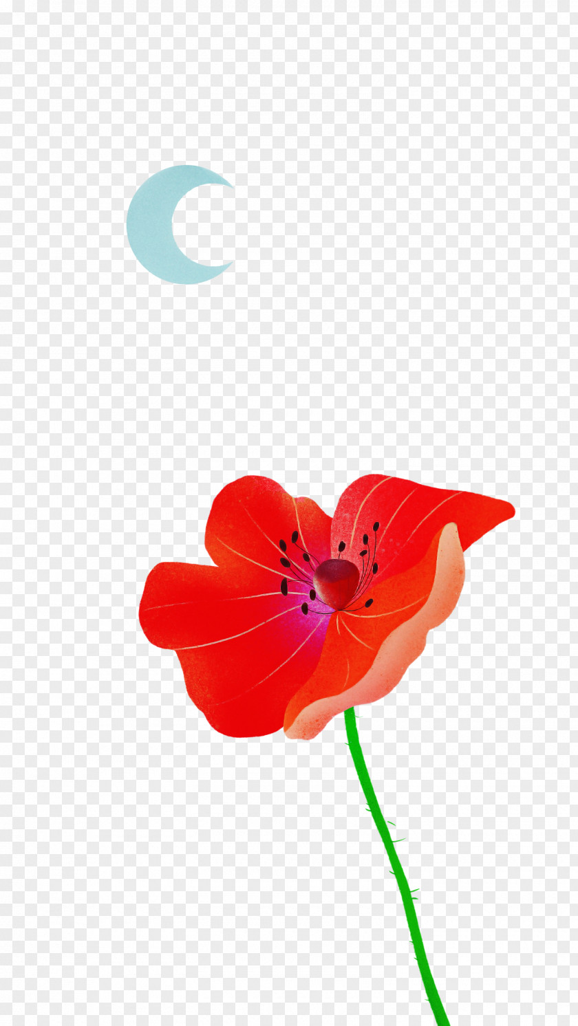 Plant Stem Flower Coquelicot Petal Flora PNG