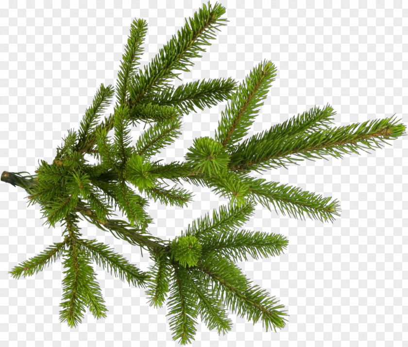 Terrestrial Plant Jack Pine Shortleaf Black Spruce Yellow Fir Tree Canadian PNG