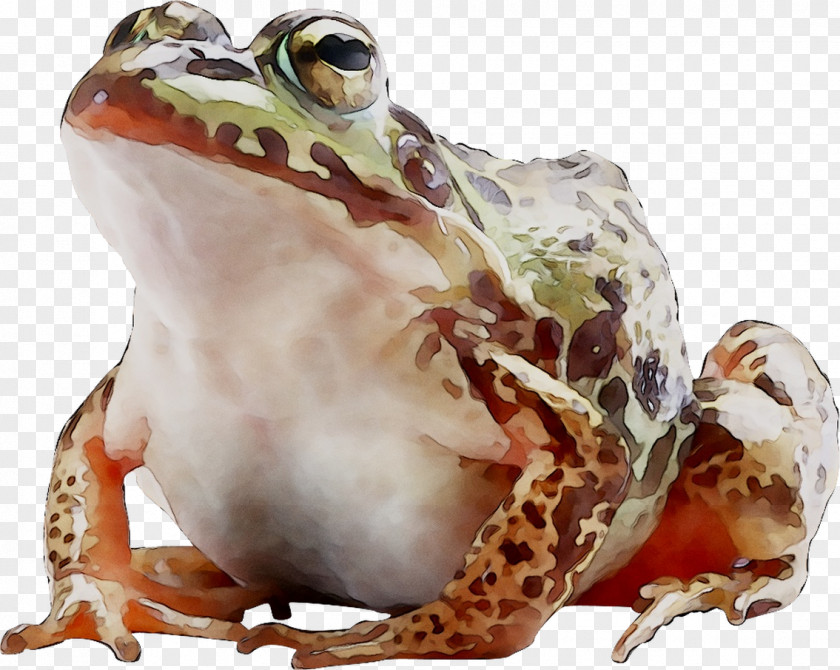 American Bullfrog True Frog Toad Terrestrial Animal PNG