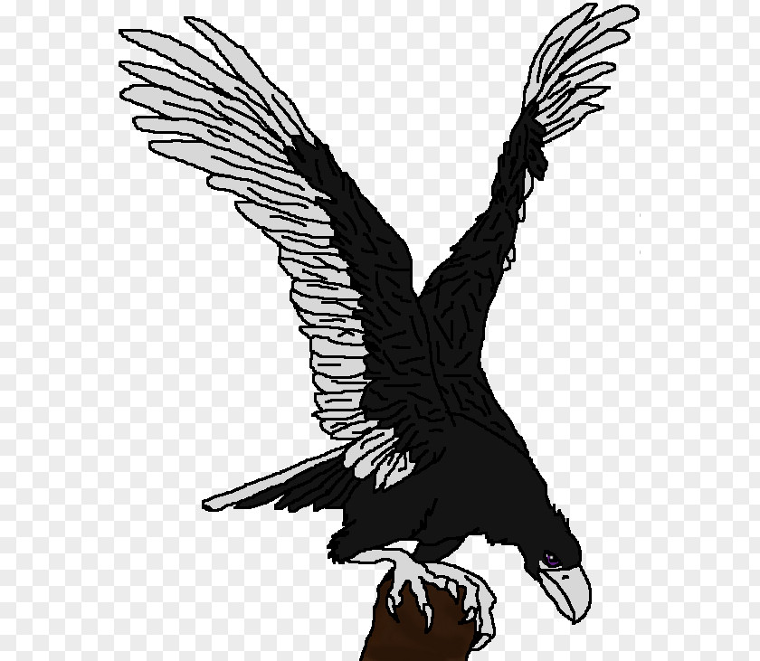 Eagle Bald Condor Hawk Beak PNG