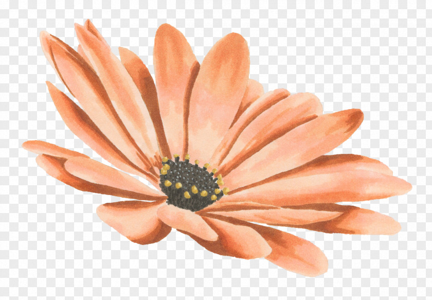 Chrysanthemum Drawing Watercolor Painting Transvaal Daisy PNG