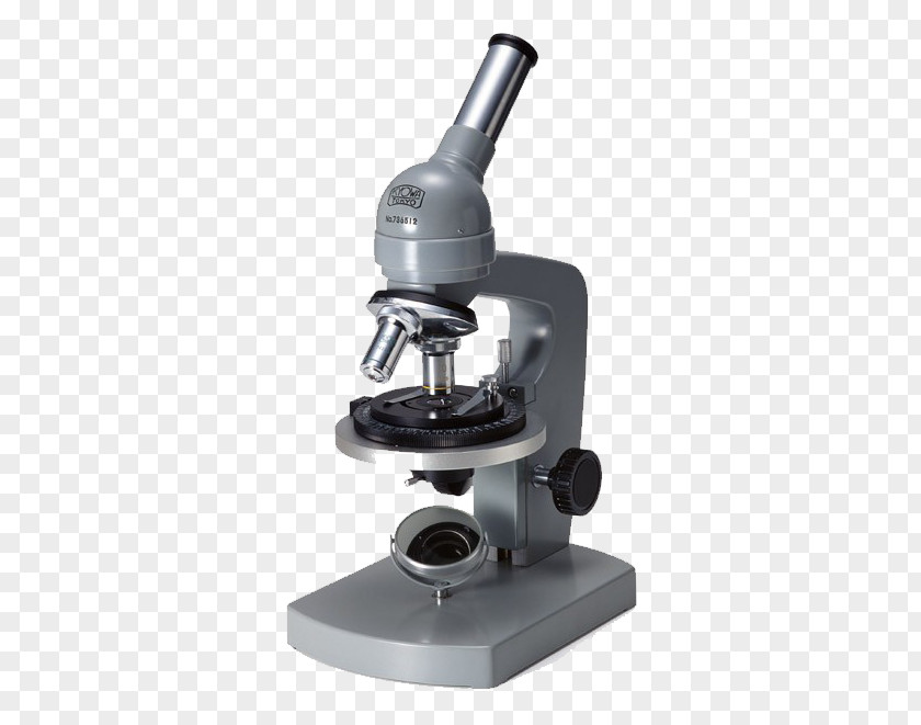 Grey Microscope No Research Phyllanthus Urinaria Ni PNG