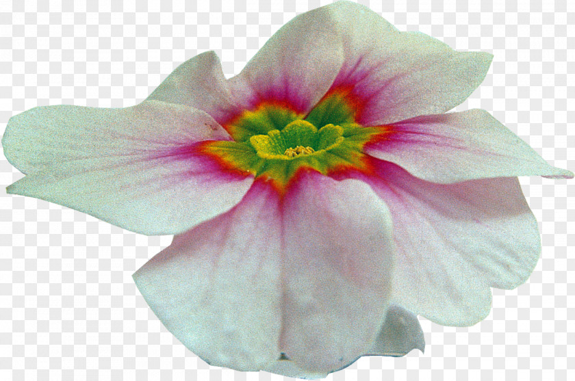 Mallows Herbaceous Plant Family PNG