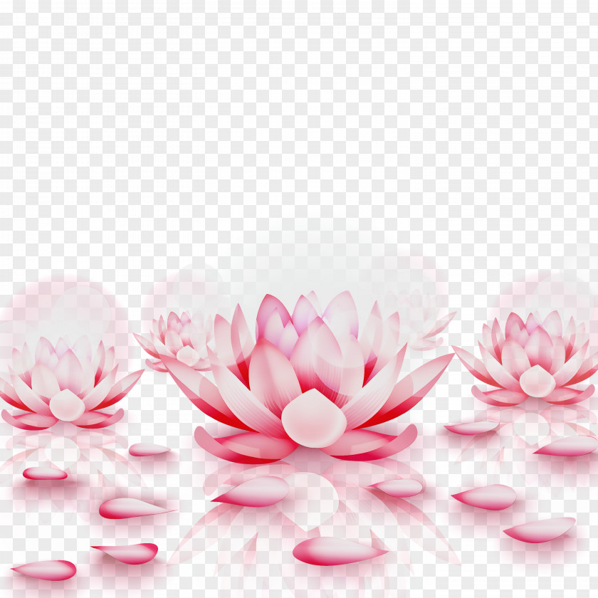 Petal Flower Plants Biology Science PNG