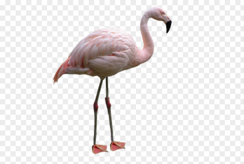 Pink Flamingos Flamingo Bird Image File Formats PNG