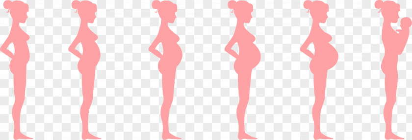 Pregnancy Time Month Prenatal Development Fetus Childbirth PNG