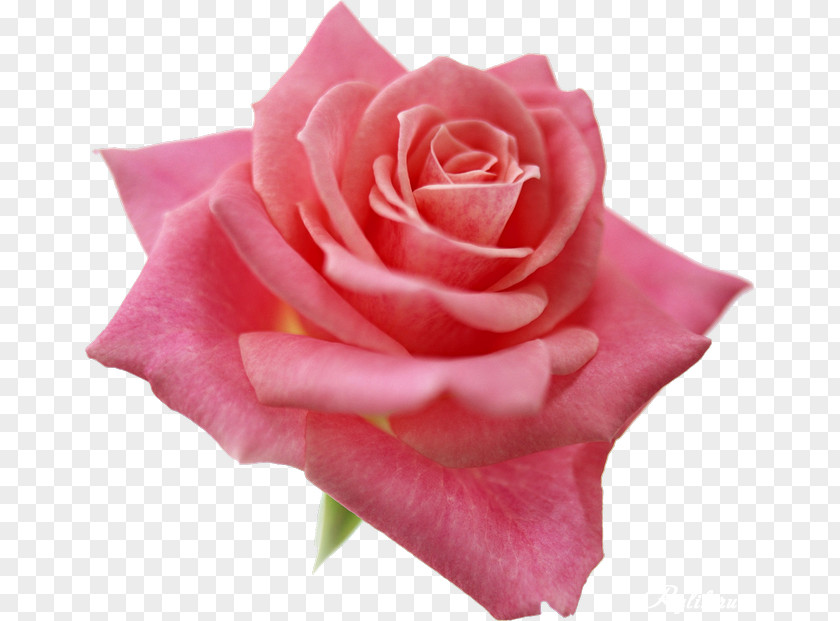 Rose Best Roses Pink Flowers Clip Art PNG