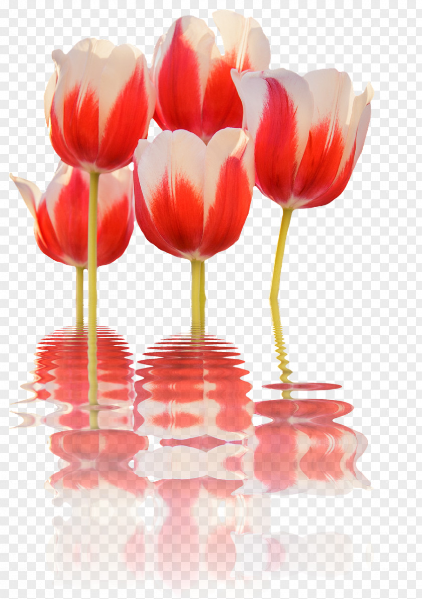 Tulip Cut Flowers Flower Bouquet PNG