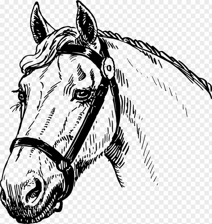 Watercolor Horse Mustang Arabian Stallion Pony Drawing PNG