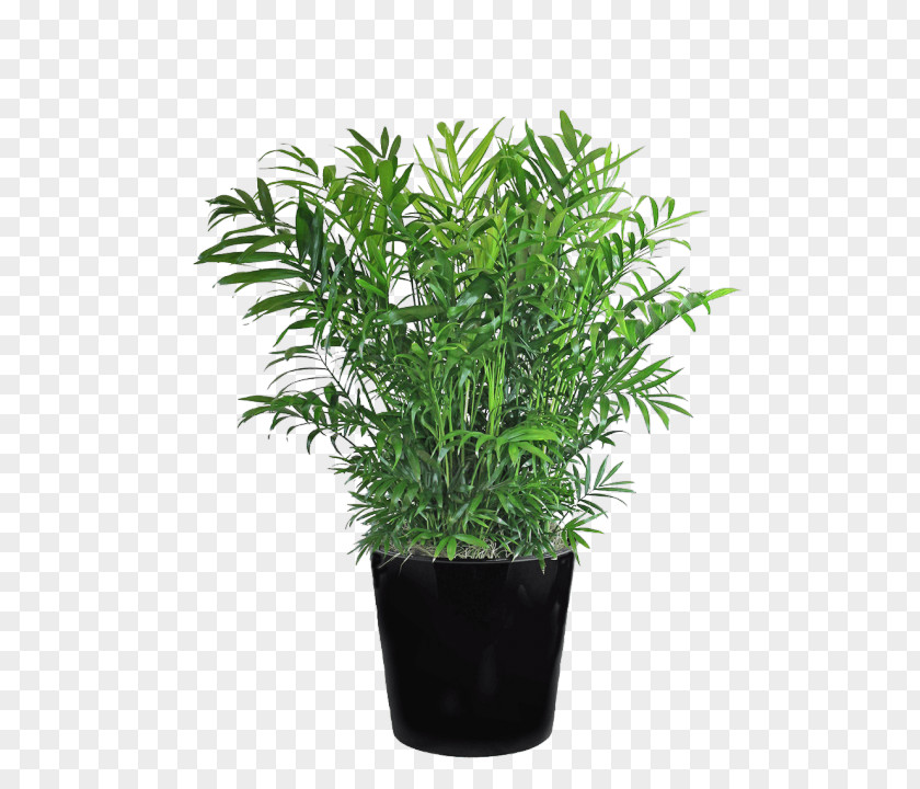 Chamaedorea Elegans Arecaceae Schefflera Arboricola Shrub Houseplant PNG