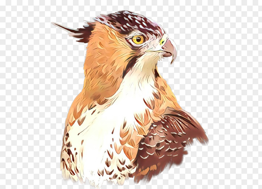Hawk Owl Eagle Fauna Illustration PNG