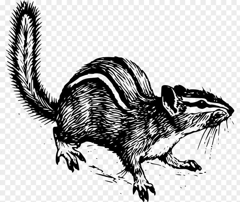 Squirrel Rodent Clip Art PNG