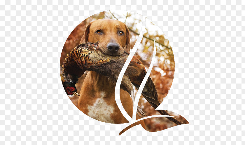 Biggame Hunting Redbone Coonhound Rhodesian Ridgeback Beagle Black And Tan PNG