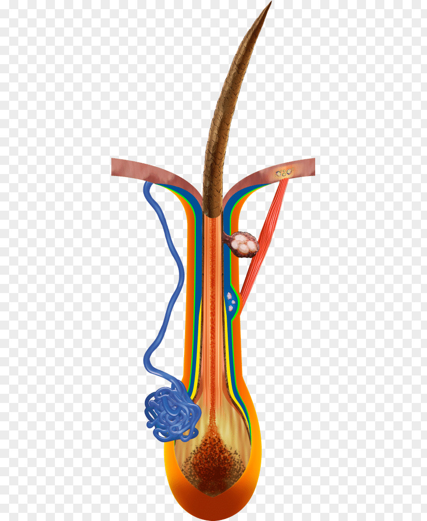 Hair Anatomy Arrector Pili Muscle Sebaceous Gland Duct PNG