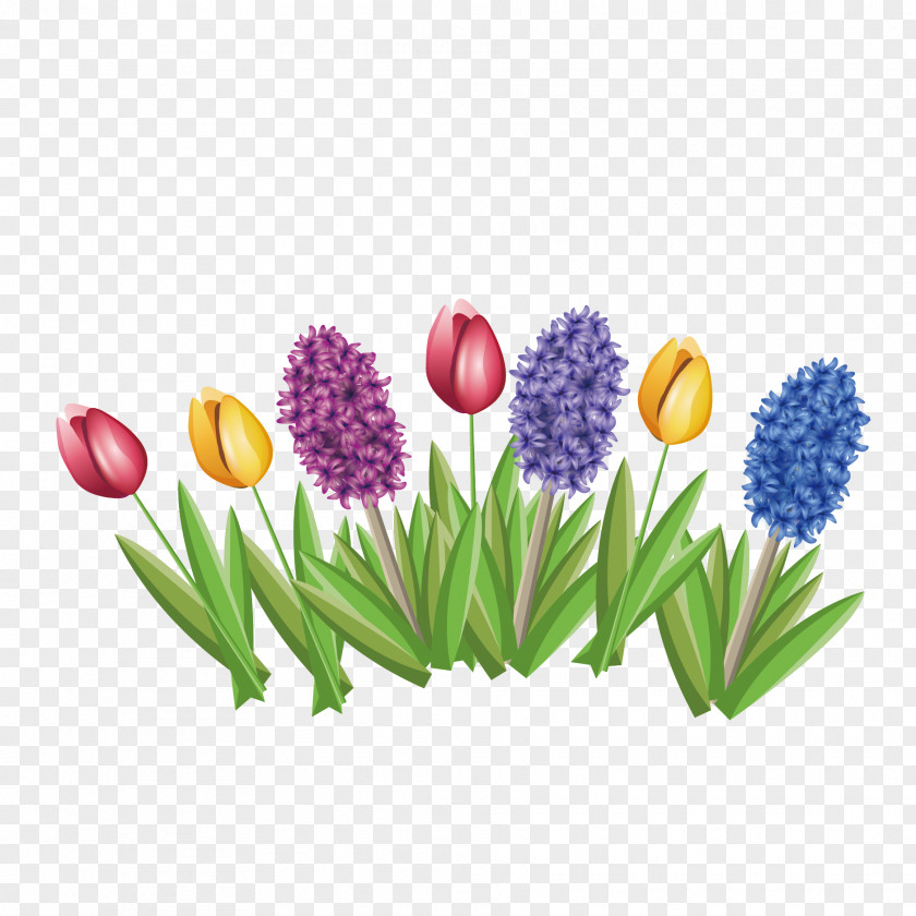 Vector Hyacinth And Tulip Hyacinthus Orientalis Flower PNG