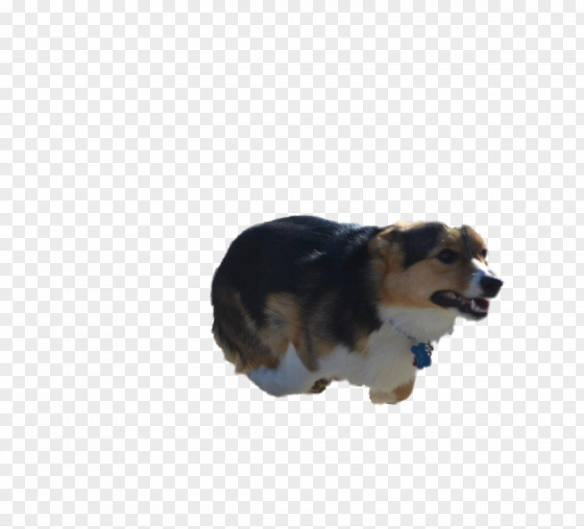 Corgi Dog Breed Puppy Companion Snout PNG