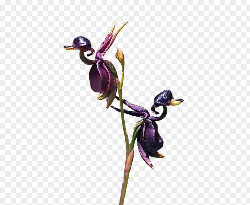 Flying Duck Orchid Orchids Embryophyta Flower Caleana Major PNG