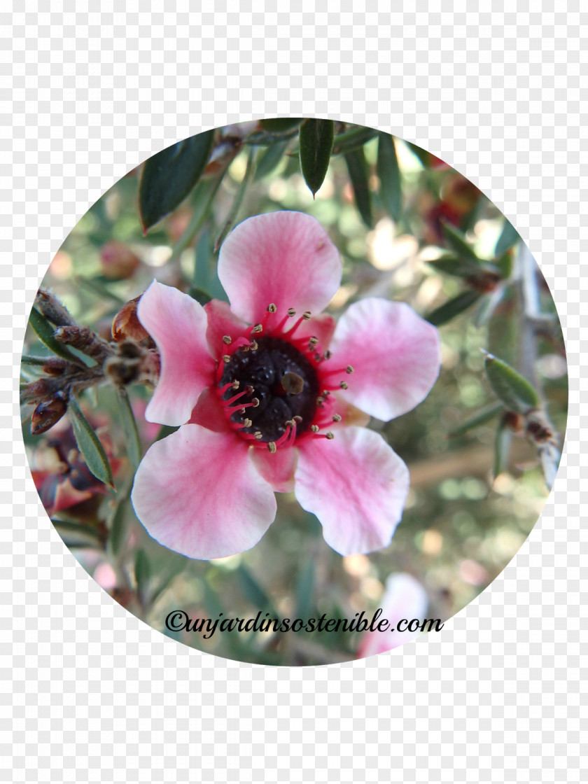 Maceta Flores Wandering Jew Manuka Plant Narrow-leaved Paperbark Petal PNG