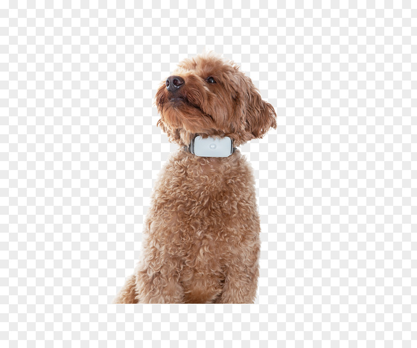 Puppy Miniature Poodle Cockapoo Schnoodle Toy Cavapoo PNG