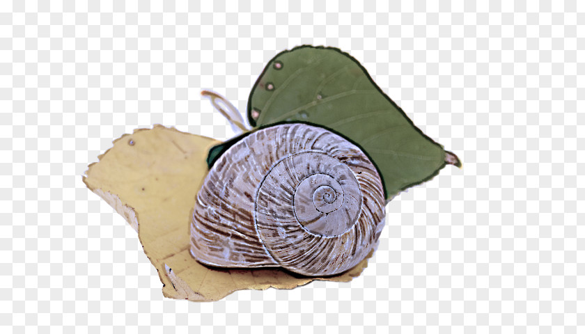 Thread Plant Snail Cabbage Snails And Slugs Sea Leaf PNG