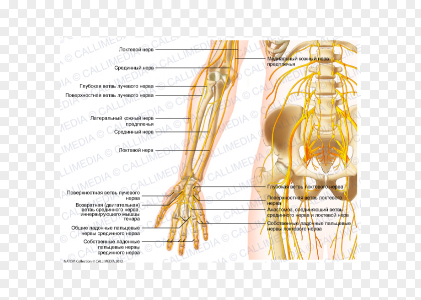 Arm Nerve Forearm Elbow Anatomy PNG