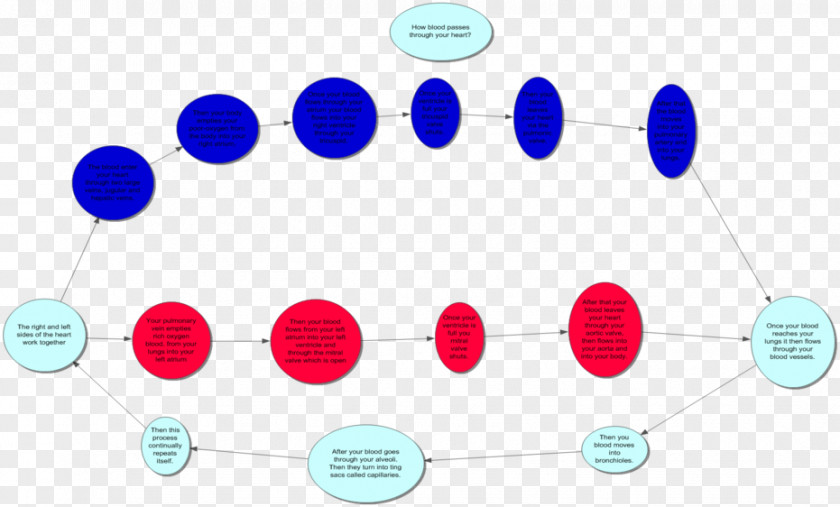 Blood Circulatory System Серцево-судинна система Human Body PNG